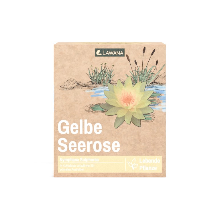 Planta iaz Lawana Nymphaea Natura Coco Sulphurea - imagine 6